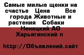 Самые милые щенки на счастье › Цена ­ 1 - Все города Животные и растения » Собаки   . Ненецкий АО,Харьягинский п.